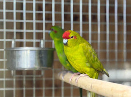 Kakaraki parrot