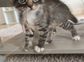 2 Females Left!! Bengal Mix Kittens Ready To Leave