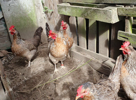 Cream crested legbars