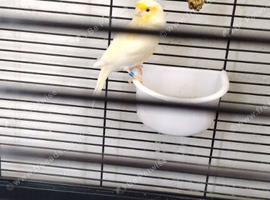 Yellow dimorphic cock