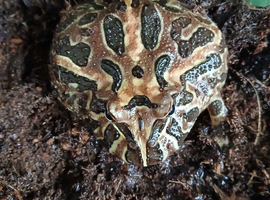 Pacman frog and set up