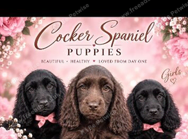 Cocker Spaniel Puppies
