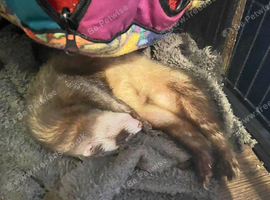 Looking for a Agora ferret Nottingham area