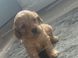 Last 2 cockapoo puppies