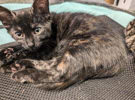 Gorgeous Tortoiseshell Kitten - Confident, Playful & Full of Character