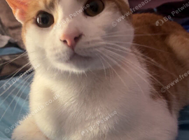 Ginger & White Male cat