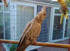 Baby cocketiels