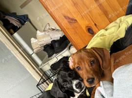 Bonnie and woodie