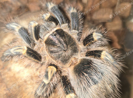 Grammostola pulchripes