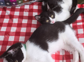 British shorthair kittens - open to offers