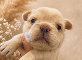 Beautiful Fluffy Frenchies