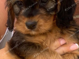 Cocker poo
