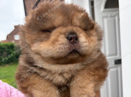 Chow chow boy