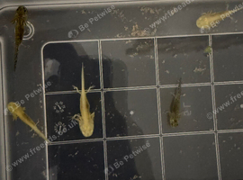 Axolotls