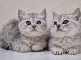 Beautiful Female Persian Cross Kittens