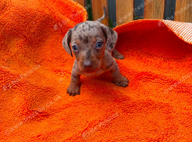 Miniature dachshunds