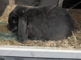 Gorgeous grey/blue rabbit