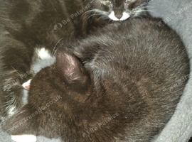 Black and white tabby kittens