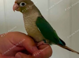 Hand reared conure