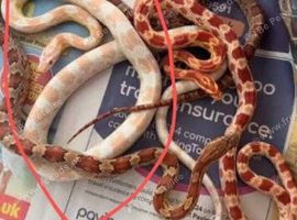Young albino corn snake
