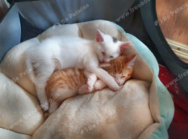 Bengal cross kitten