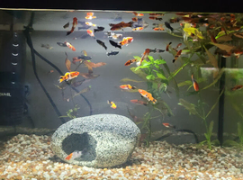 Koi Swordfish and Lyretail Mollies