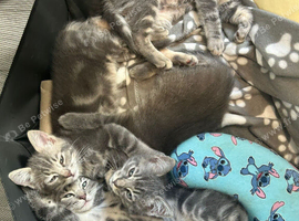 Blue Point Ragdoll x Bengal kittens
