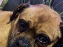 BRUTUS