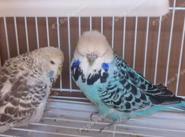 Budgie Pair for Sale