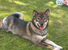 Shiba Inu