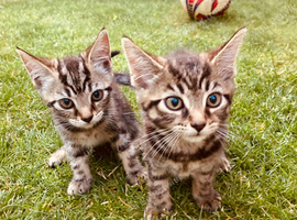 Kittens for sale