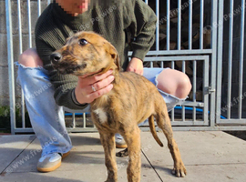 Wheaten greyhound