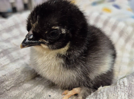 Pekin Chick  . &times; 8
