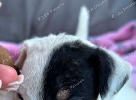 Boy pup 8 weeks old