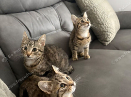 Bengal xxx kittens