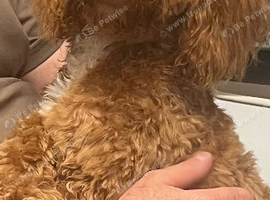 10 month cockapoo girl