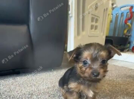 Stunning little Yorkie boy