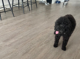 Beautifull miniature golden doodle bitch