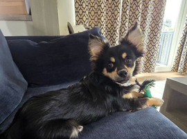 9 Month Old Male Pomchi Puppy