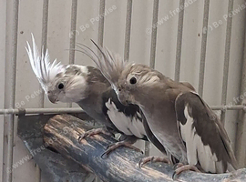 White faced cockatiels for sale
