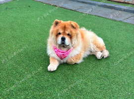 Chow chow female
