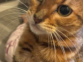 Beautiful Bengal mix kitten 1 years old