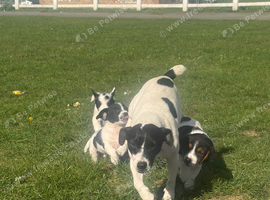 Four lovely beautiful Jack Russell boys