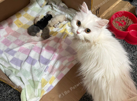Kittens
