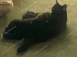 Two fluffy kittens