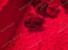 Button quail young