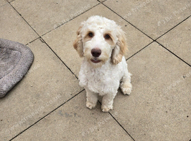 Beautiful f1 cockapoo