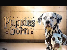 9 Beautiful Dalmation puppies