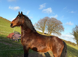 15.3 Fresian x sports horse Mare