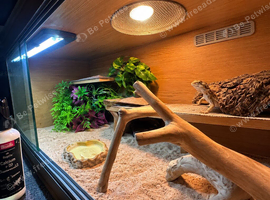 Female bearded dragon